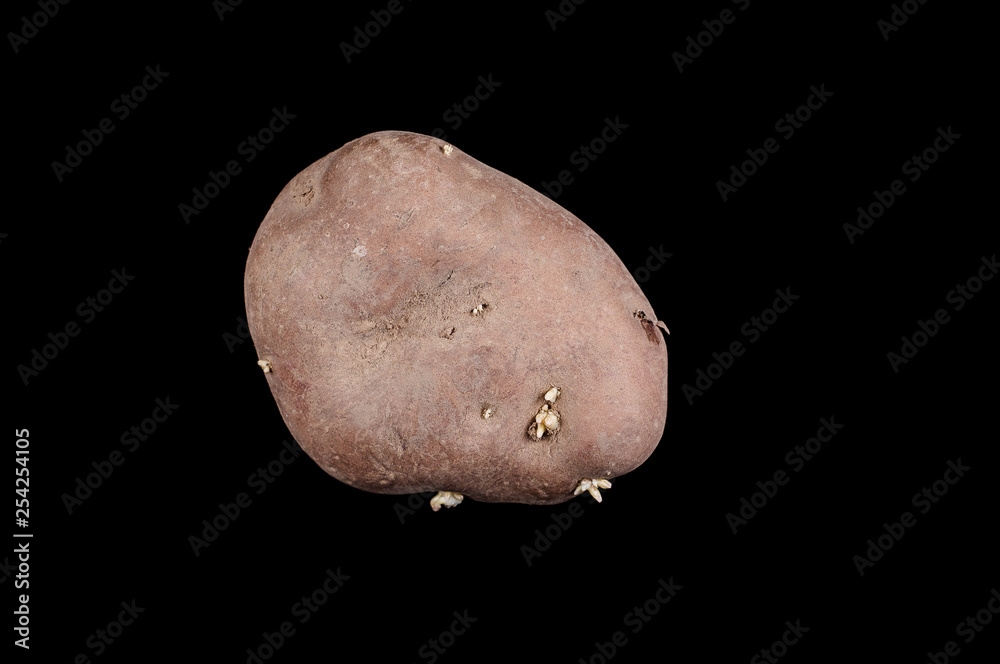 Homemade potatoes after winter, clean and whole Homemade potatoes after winter, clean and whole
