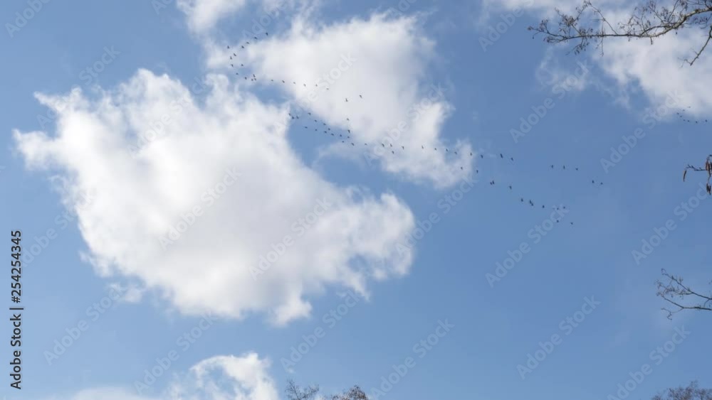 the beginning of spring. a flock of wild migratory geese flying in the blue sky