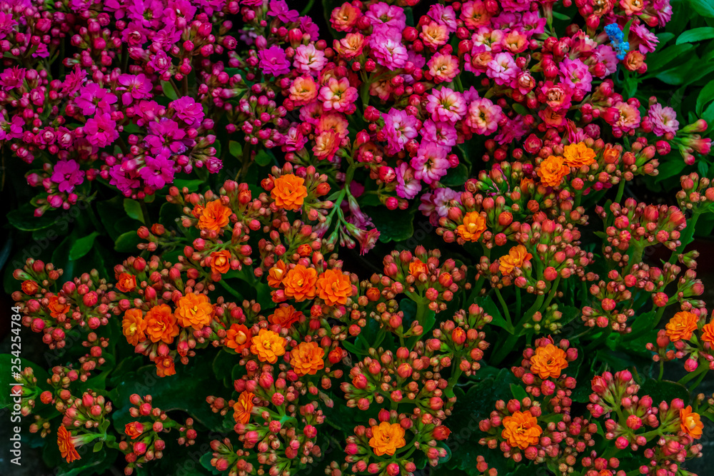 Obraz premium Colorful flowers pattern
