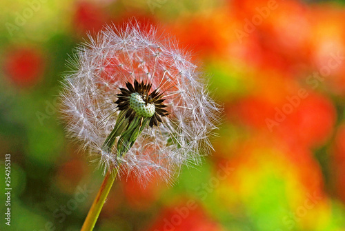 closeup of dandelion