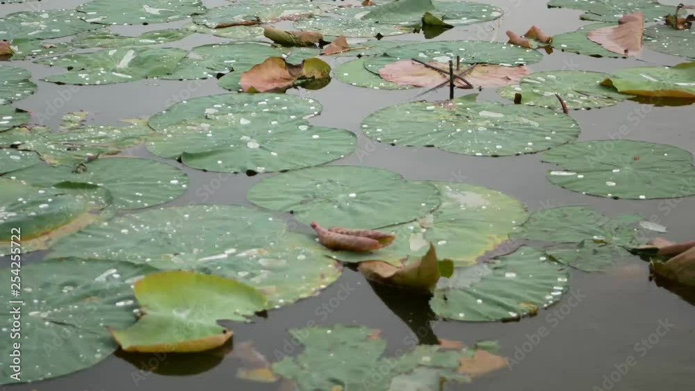 Moving over / along lotus leafs on water surface, lake Moving over / along lotus leafs on water surface, lake