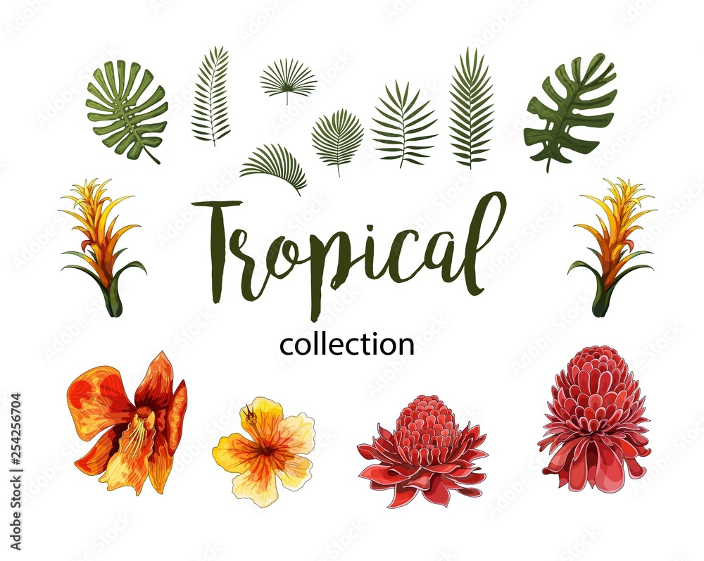 Exotic Flowers, Tropical Leaves design elements. Vector floral illustrations