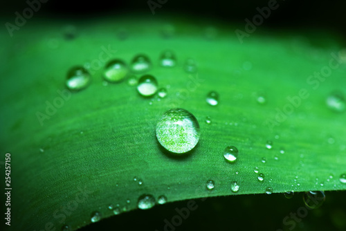 Dew drops on a green leaf abstract background.
