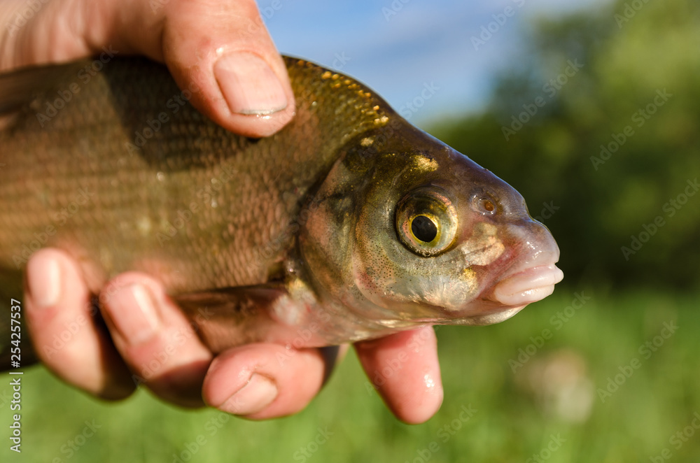 Bream in the hands Bream in the hands