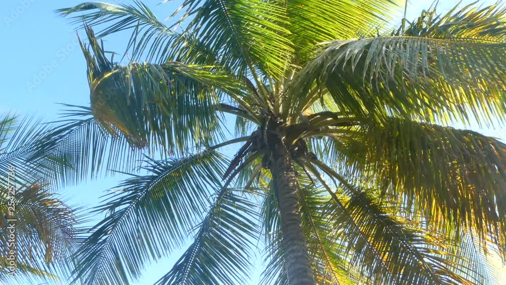 Coconut palm tree seen in the Caribbean seen from below Coconut palm tree seen in the Caribbean seen from below