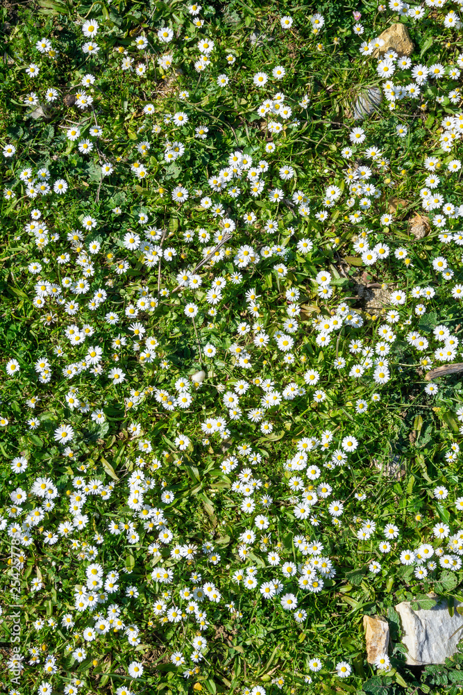 chamomile field, top view