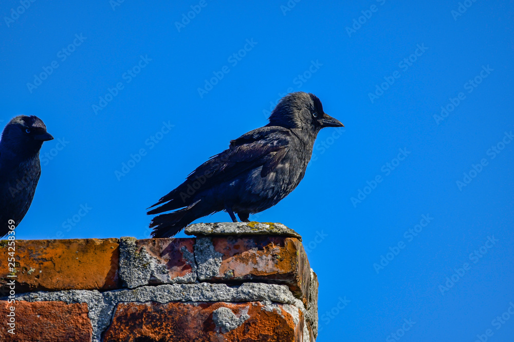 Fototapeta premium jackdaw on a chimney