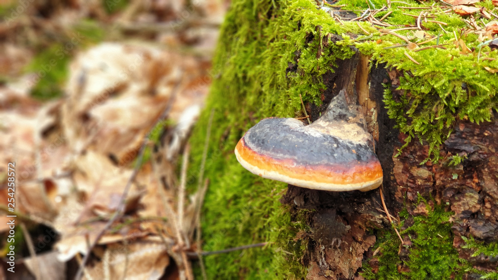 Fototapeta premium Green moss on the tree.mushroom in forest