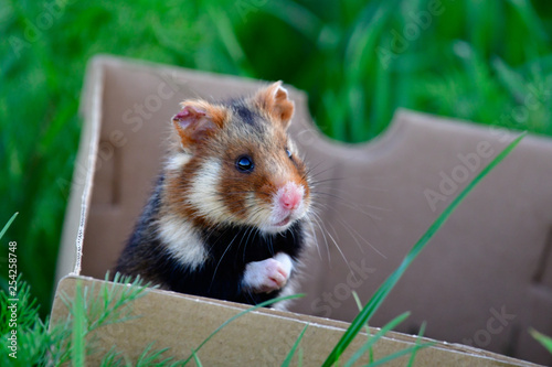 european hamster in a box being released
