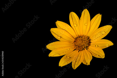 yellow flower on black background