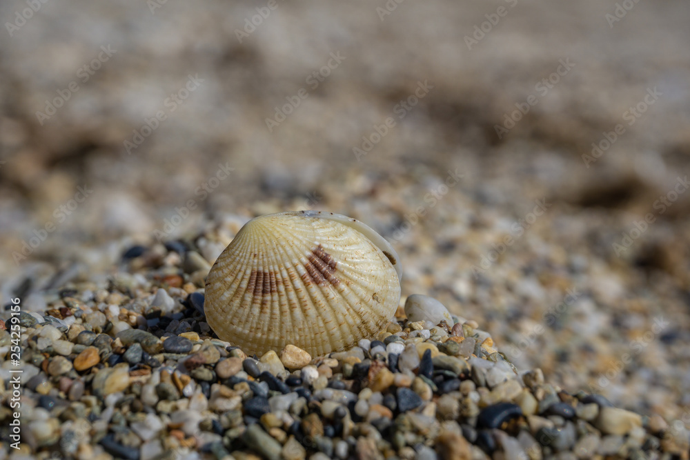 sea shell on pebble sand sea shell on pebble sand