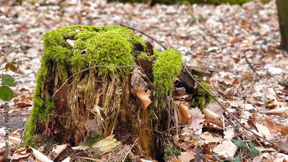 Green moss on the tree.mushroom in forest Green moss on the tree.mushroom in forest