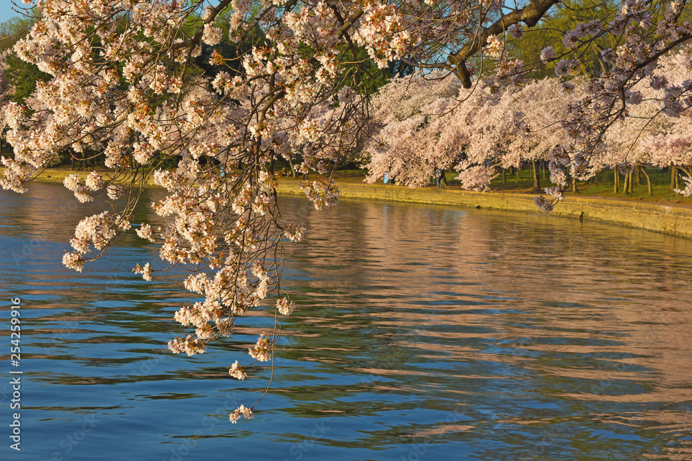 Cherry blossom abundance around Tidal Basin reservoir in US capital city. Washington DC landscape during cherry blossom festival. Cherry blossom abundance around Tidal Basin reservoir in US capital city. Washington DC landscape during cherry blossom festival.