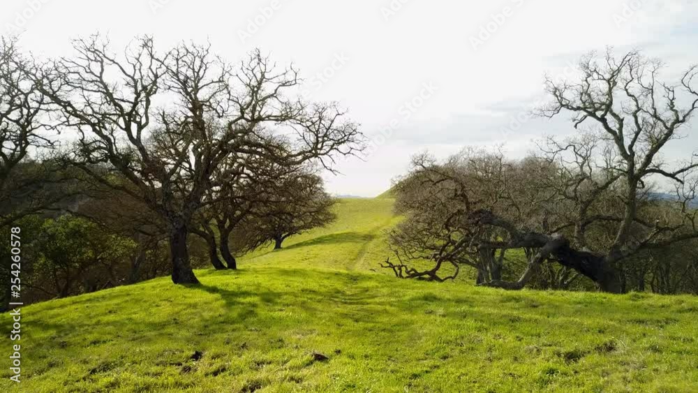 Hiking through California hills with green grass and trees. Hiking through California hills with green grass and trees.