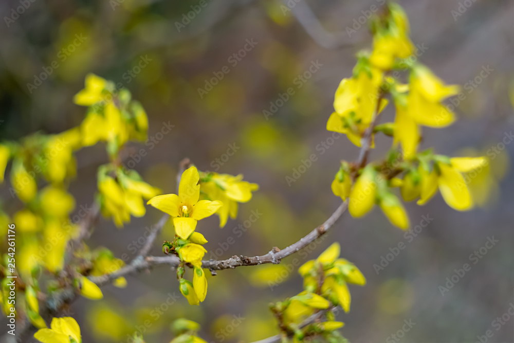 Blooming Forsythia flowers branch in springtime. Beautiful yellow flowers in the village. Spring blossoming florets with soft focus and blurry. Image doesn’t in focus. Blooming Forsythia flowers branch in springtime. Beautiful yellow flowers in the village. Spring blossoming florets with soft focus and blurry. Image doesn’t in focus.