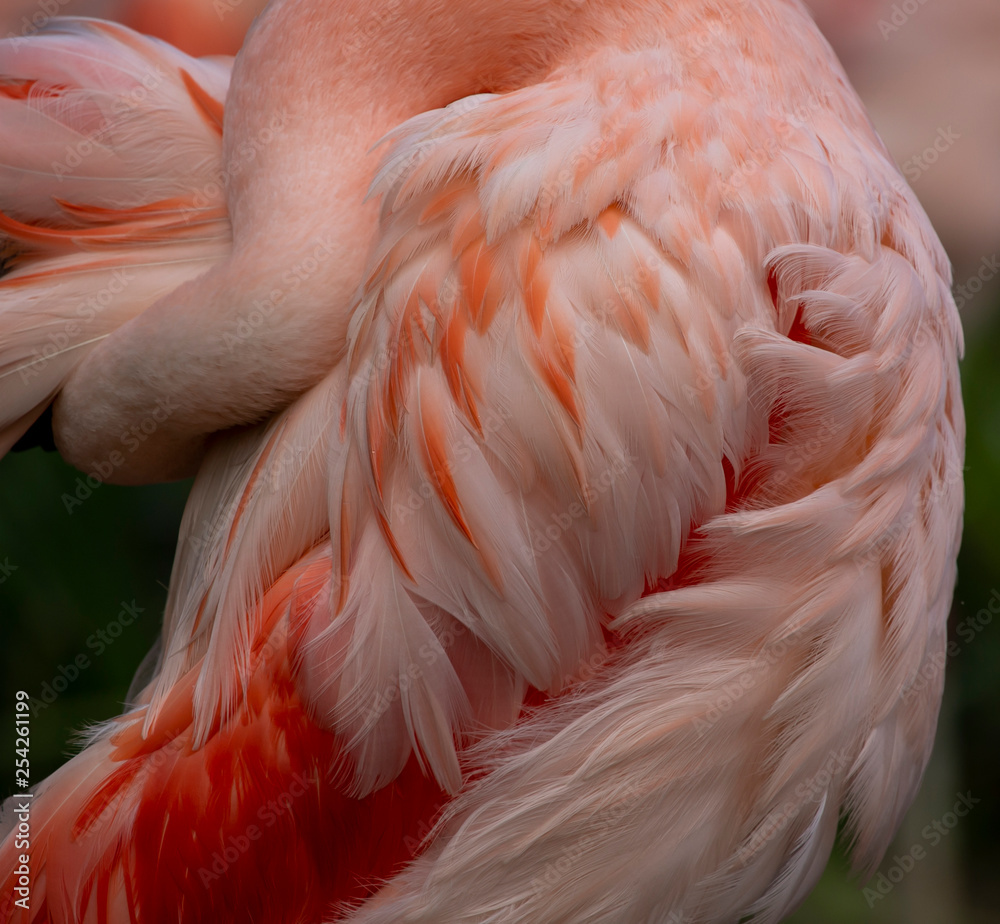 Flamenco rosa, detalle del cuello