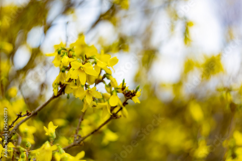  Forsythia flowers branch in springtime. Beautiful yellow flowers in the village. Spring blossoming florets with soft focus and blurry. Image doesn’t in focus.