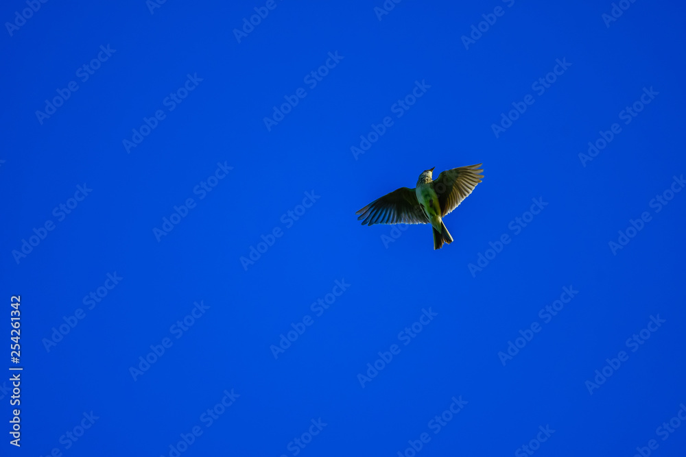 skylark flying in blue sky skylark flying in blue sky
