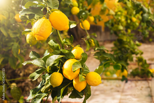 Bunch of fresh ripe lemons on a lemon tree branch in sunny garden. photo
