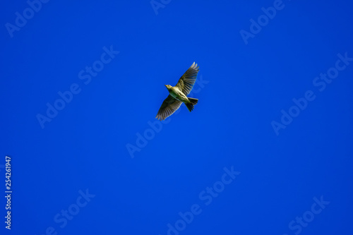 Fototapeta Naklejka Na Ścianę i Meble -  skylark flying in blue sky