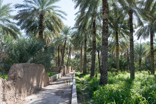 Fototapeta Naklejka Na Ścianę i Meble -  view of the oasis of date palms
