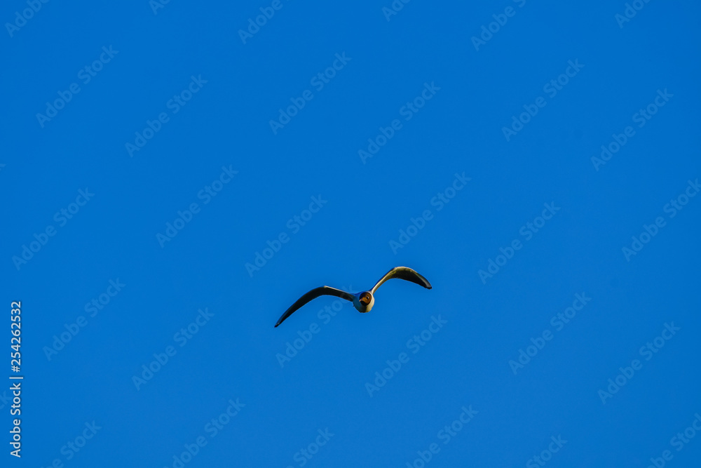 Obraz premium tern in flight