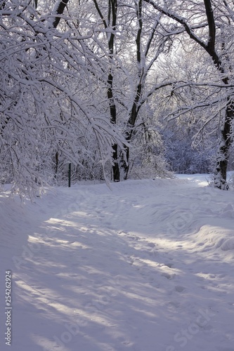Sunlight Shining Through Trees covered with Hoarfrost along a Walking Trail © Susan Rydberg