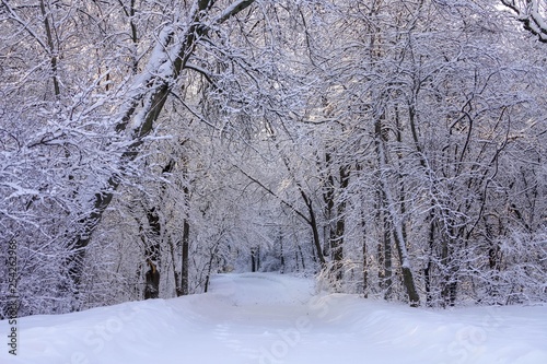 Beautiful Winter Scene with Hoarfrost after Snowfall in Minnesota