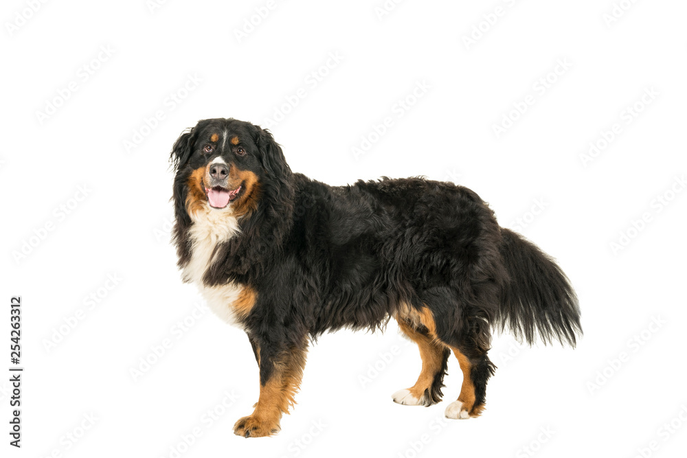 Berner Sennen Mountain dog standing looking up isolated on a white background