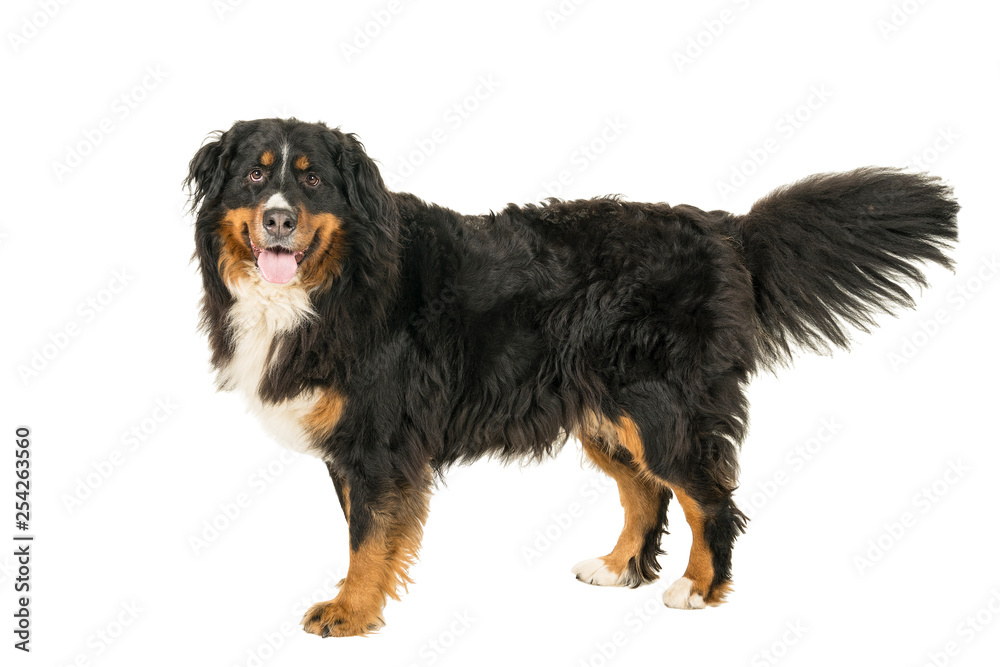 Berner Sennen Mountain dog standing looking up isolated on a white background