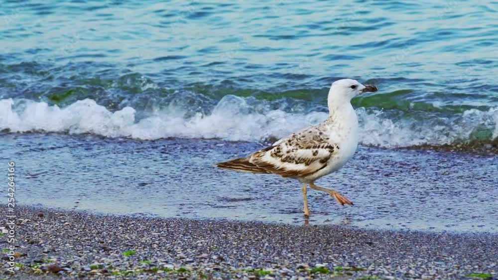 Beautiful white seagull walking on the shore against natural blue water background. Bird gull going slowly on the beach and looking around. Close-up Beautiful white seagull walking on the shore against natural blue water background. Bird gull going slowly on the beach and looking around. Close-up