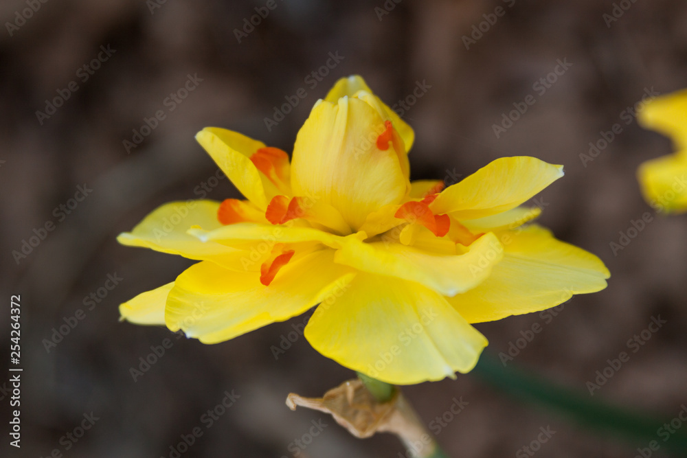 upturn daffodil upturn daffodil