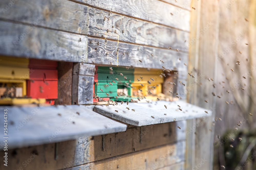 Bees hive: Flying to the landing boards Bees hive: Flying to the landing boards