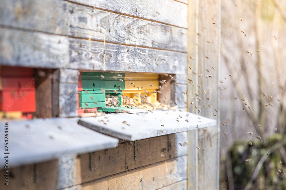 Bees hive: Flying to the landing boards Bees hive: Flying to the landing boards