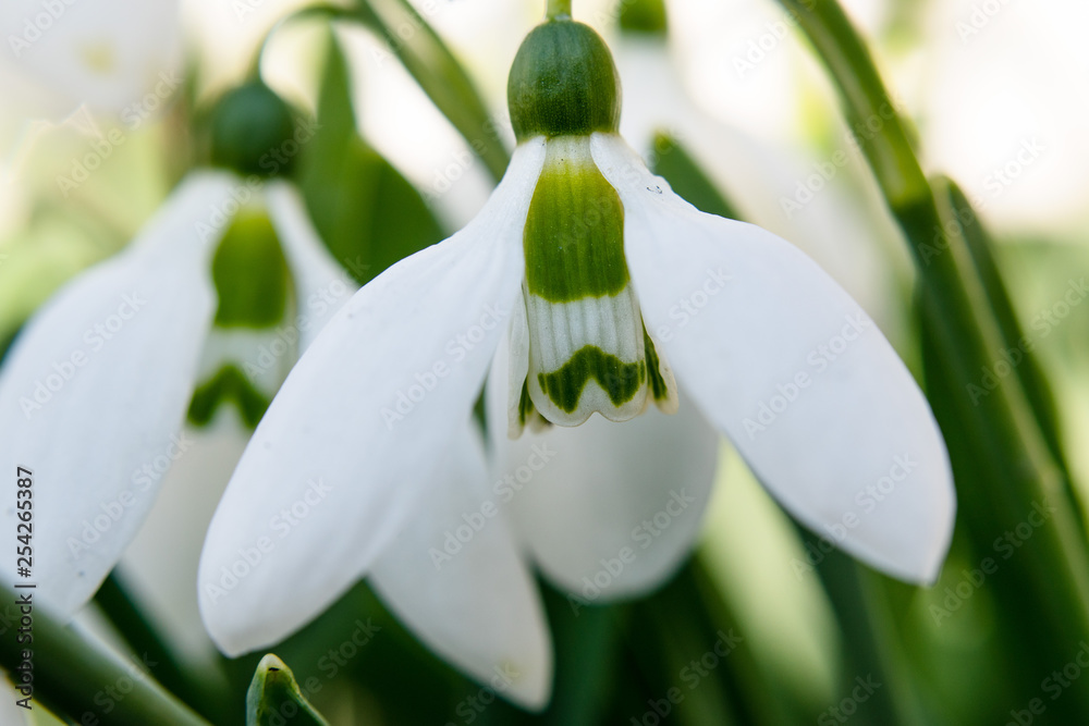 Closeup of a white snowdrop. selective focus. Closeup of a white snowdrop. selective focus.