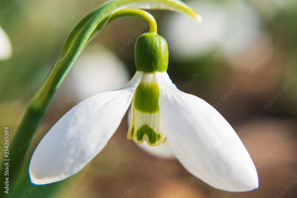 Closeup of a white snowdrop. selective focus. Closeup of a white snowdrop. selective focus.