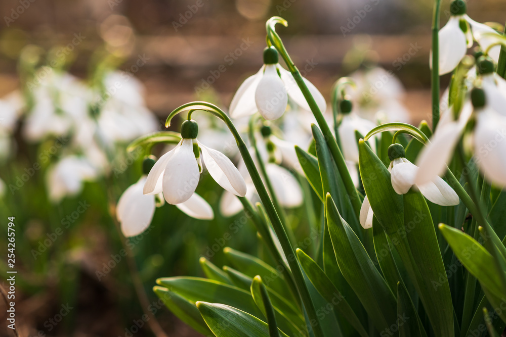 Snowdrops, first spring flower in a sun light. selective focus. Snowdrops, first spring flower in a sun light. selective focus.