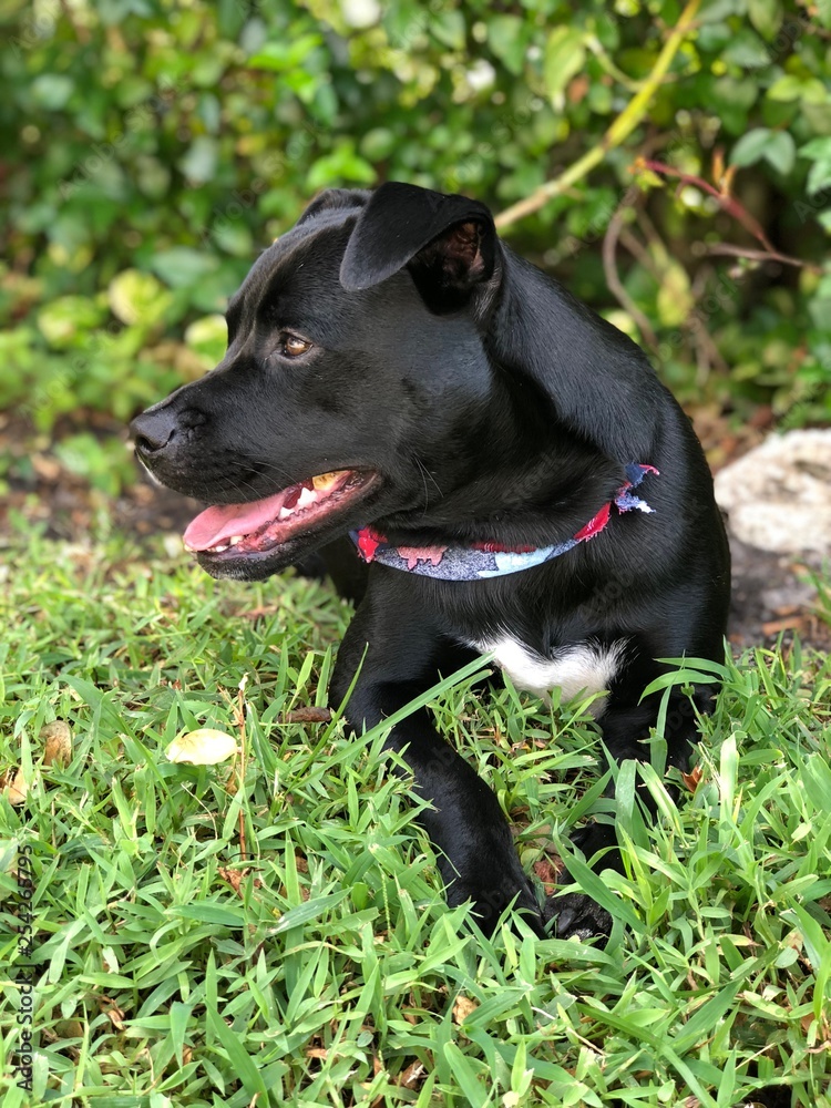 black dog in grass