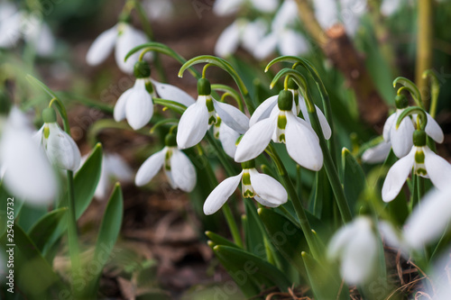 Snowdrops, first spring flower in a sun light. selective focus.