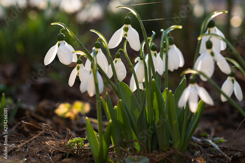 Snowdrops, first spring flower in a sun light. selective focus.