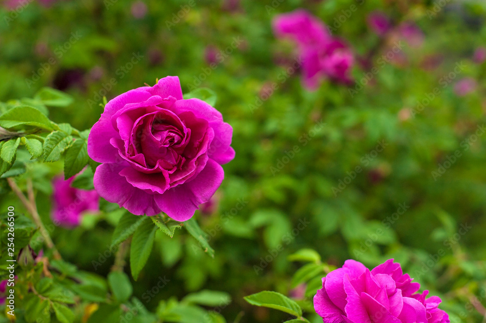 Pink roses with buds on a background of a green bush in the garden. Beautiful pink flowers in the summer garden. Bush of purple roses close up. Pink roses with buds on a background of a green bush in the garden. Beautiful pink flowers in the summer garden. Bush of purple roses close up.