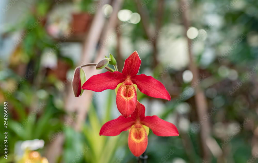 Fototapeta premium colorful orchid blossom