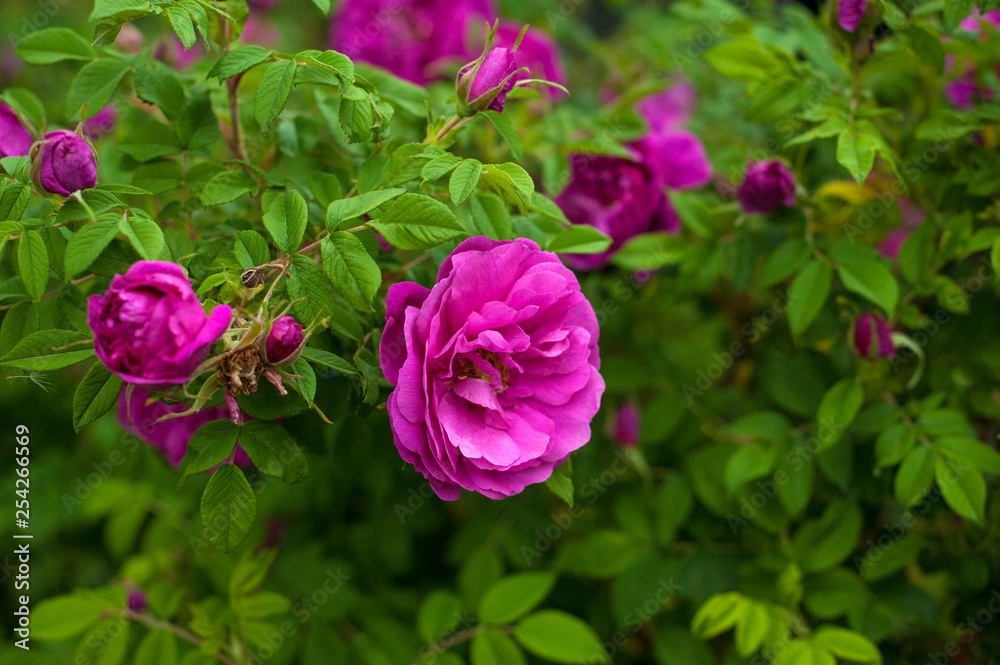 Pink roses with buds on a background of a green bush in the garden. Beautiful pink flowers in the summer garden. Bush of purple roses close up.