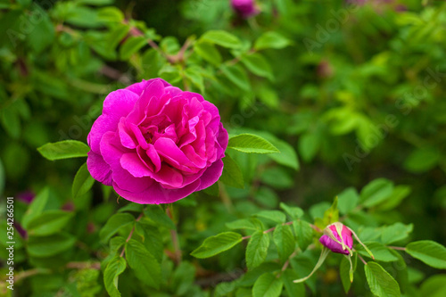 Pink roses with buds on a background of a green bush in the garden. Beautiful pink flowers in the summer garden. Bush of purple roses close up.