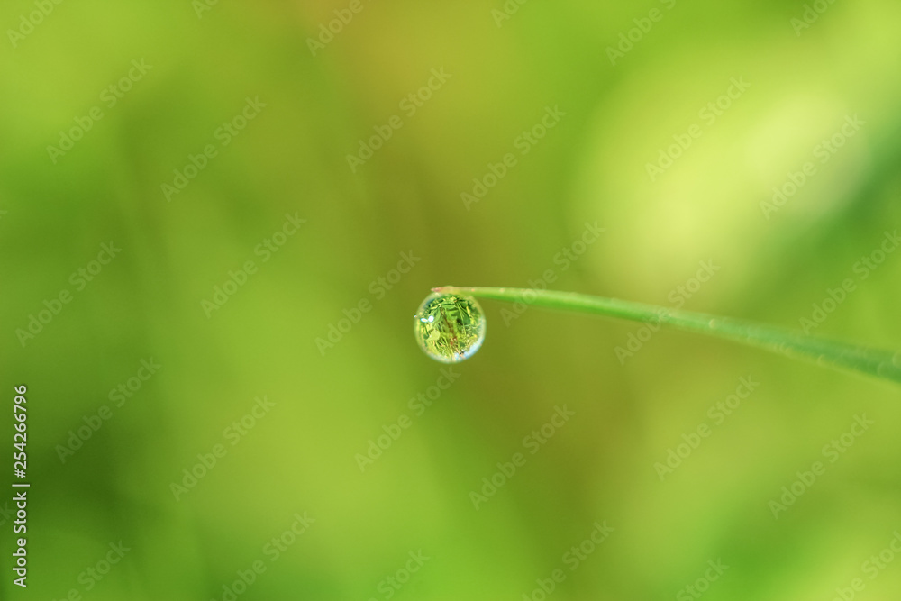 Beautiful close-up of dew diamond drops on grass with variable focus and blurred green background in the rays of the rising sun. Blur and soft focus. Beautiful close-up of dew diamond drops on grass with variable focus and blurred green background in the rays of the rising sun. Blur and soft focus.