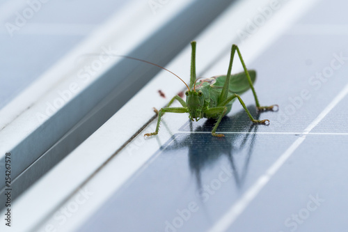 grasshopper to photovoltaic panel
