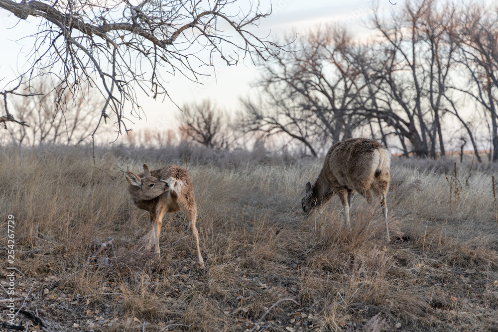Naklejka premium Whitetail deer doe and fawn with fawn grooming itself. From the Rocky Mountain Arsenal, Colorado, USA.