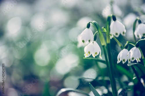 Snowdrop flowers in the evening, blurry background