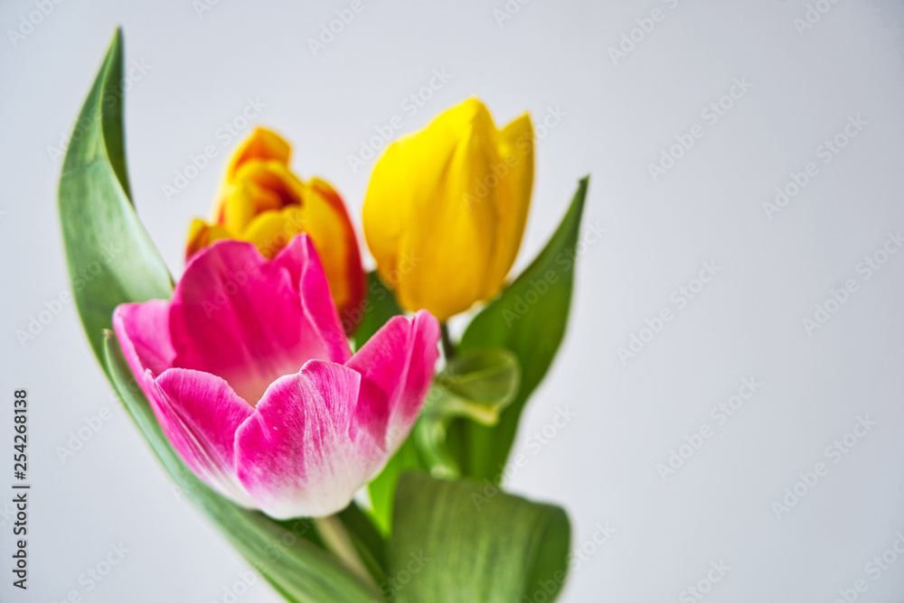 Spring colorful tulips bouquet on white background. Easter and spring greeting card for a International Women's Day. Spring colorful tulips bouquet on white background. Easter and spring greeting card for a International Women's Day.