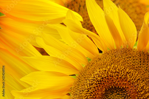 Sunflower natural background. Sunflower blooming. Close-up of sunflower